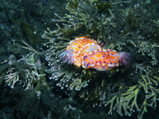 Clown nudibranch Ceratosoma amoenum at Parsley Bay, Sydney, Australia