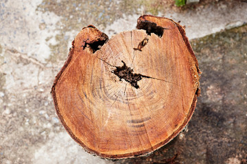 Cut, Stump of red hardwood tree showing the annual rings on texture surface