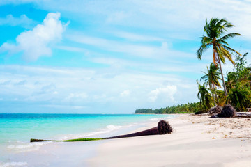 Sandy white beach with palm trees tropics, caribbean. Vacation, travel.