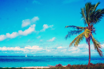 Caribbean, sailboat in the sea, palm tree on the shore. Vacation mood.