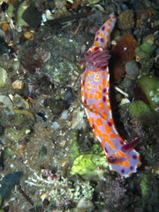 Clown nudibranch Ceratosoma amoenum at Parsley Bay, Sydney, Australia