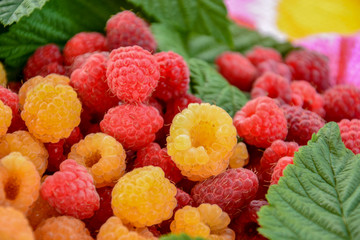 Fresh juicy raspberry red and yellow color is scattered on the table with a bright tablecloth