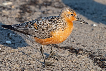 Red Knot