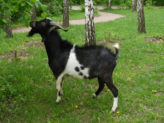 A beautiful black-and-white-colored goat eats leaves from trees standing on a green lawn among tall birches.