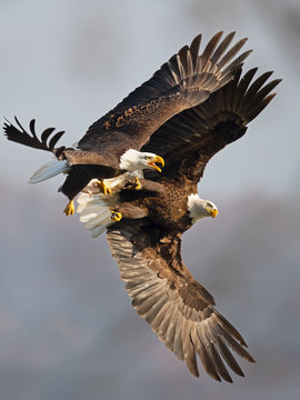 Bald Eagles Battle for Fish