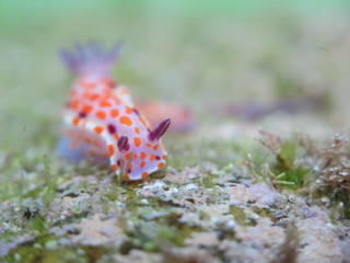 Clown nudibranch Ceratosoma amoenum at Parsley Bay, Sydney, Australia