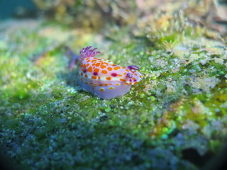 Clown nudibranch Ceratosoma amoenum at Parsley Bay, Sydney, Australia