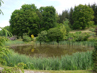 A small forest source surrounded by trees, where all the inhabitants of the forest can come and...