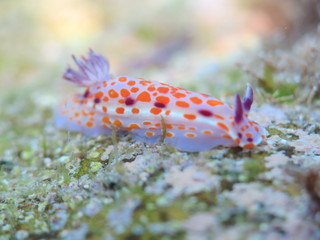 Clown nudibranch Ceratosoma amoenum at Parsley Bay, Sydney, Australia