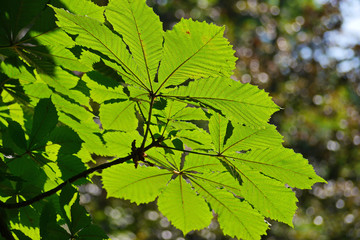 Brown branch of a chestnut with green striped leaves, photographed close-up