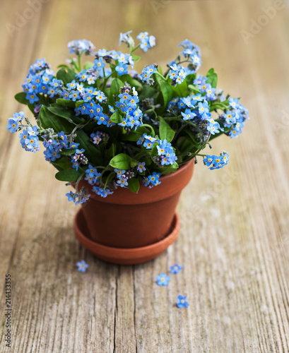 Forget Me Not Flowers In Small Flower Pot Stock Photo And Royalty Forget Me Not Flowers In Small Flower Pot