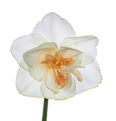 narcissus flower isolated on a white background