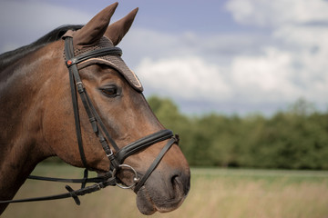 Obraz premium Pferd Pferde Portrait auf Koppel im Sommer bei Sonnenschein mit Himmel im Hintergrund