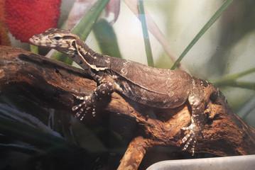 A small vein with a thick belly, sitting behind a glass of terrarium on a log