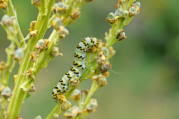 Caterpillar of Swallowtail Butterfly (Papilio machaon) on wild flower