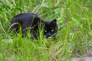 Black cat frowns out from behind the grass