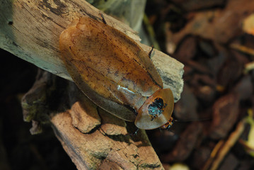 An interesting beetle with a coloring under the wood to better camouflage with a beautiful hat over your head with a black stain.