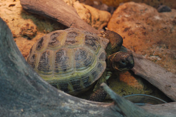 Obraz premium The turtle creeping about its business looks closely at the sides