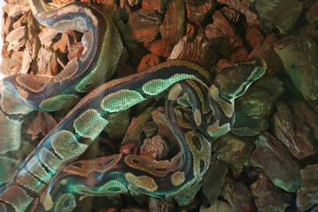 Obraz premium long large serpent with green spots in the terrarium on the stones