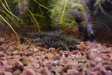 A beautiful newt floating on pebbles in the bottom of the aquarium among the algae. Pondering with...