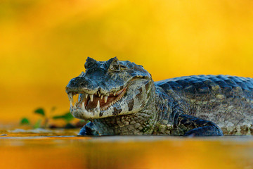 Yacare Caïman, Pantanal, Brésil. Portrait détaillé du reptile dangereux. Crocodile dans l& 39 eau de la rivière, lumière du soir.
