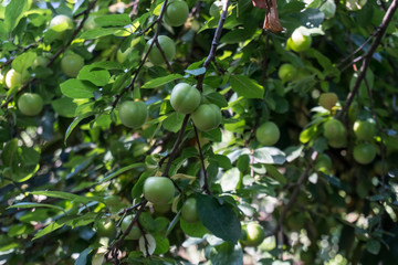 Green Plums Or Greengage on a plum tree bush.