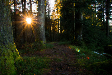 Obraz premium Sonnenuntergang im Wald