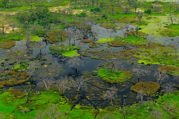 Aerial landscape in Okavango delta, Botswana. Lakes and dead trees in the water, view from airplane. Green vegetation in South Africa. African rainy season.