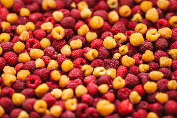 Fototapeta na wymiar Background of mixed yellow and red raspberries.