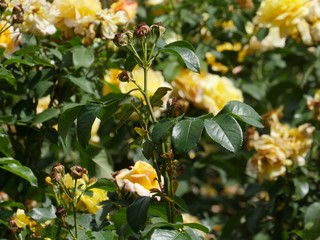 Branch of a rose with blossoming inflorescences, in the blurred background rose bushes that still have yellow flowers