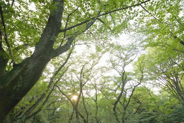 Obraz premium Wide angle landscape of fresh green summer leaves