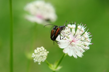 A mating between Stenurella melanura on white clover