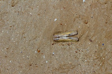 couteau échoué sur la plage 