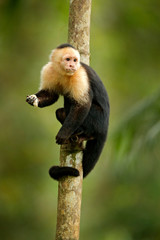 Fototapeta premium Monkey feeding banana. White-headed Capuchin, black monkey sitting on tree branch in the dark tropical forest. Wildlife of Costa Rica, Central America.