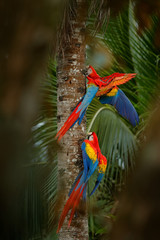 Obraz premium Red parrot Scarlet Macaw, Ara macao, bird sitting on the branch, Brazil. Wildlife scene from tropical forest. Beautiful parrot on tree freen tree in nature habitat.