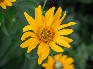 Echte Arnika (Arnica montana)