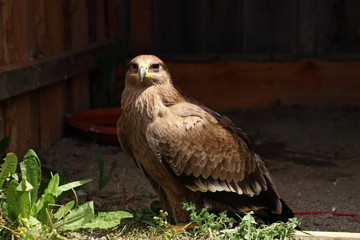 A Golden eagle sitting on ground and waiting for food and fly