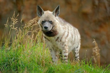 Striped hyena, Hyaena hyaena, native to North and East Africa. Animal in the nature habitat. Hyena in the  grass, Kenya, Africa.