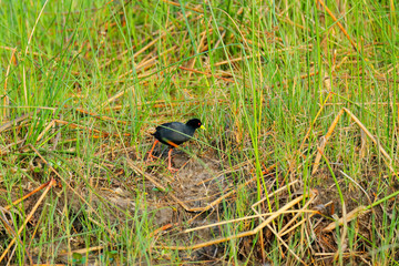 Black Crake, Zapornia flavirostra, hidden in the grass near the river water. Black bird with red leg in the nature habitat, Okavango delta, Botswana, Africa.