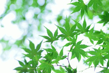 Fototapeta na wymiar Macro details of fresh green Japanese Maple leaves with copy space