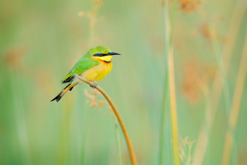 Little Bee-eater, Merops pusillus, detail of exotic green and yellow african bird with red eye in the nature habitat, Okavango, Botswana, Africa. Wildlife scene form nature.