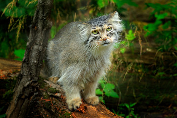 Naklejka na ściany i meble Manul or Pallas's cat, Otocolobus manul, cute wild cat from Asia. Wildlife scene from the nature. Animal in the nature habitat, forest in Nepal.