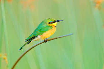 Little Bee-eater, Merops pusillus, detail of exotic green and yellow african bird with red eye in the nature habitat, Okavango, Botswana, Africa. Wildlife scene form nature.
