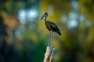 African Openbill, Anastomus lamelligerus, black large african stork. Bird with unusual bill useful to extract snails in typical wetland environment Okavango delta, Botswana, Africa