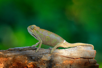 Elliot's Groove-throated Chameleon, Trioceros ellioti, lizard sitting on the branch in forest habitat. Exotic beautifull endemic green reptile with long tail from Kenya, Africa. 