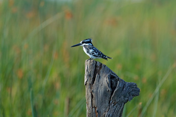 Obraz premium Pied Kingfisher, Ceryle rudis. Black and white bird sitting in the branch during sunrise with nice light, grass in the background, Okavango, Botswana, Africa.