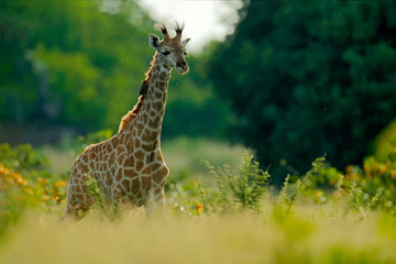 Young Giraffe and morning sunrise. Green vegetation with animal portrait. Wildlife scene from nature. Orange light in the forest, Okavango, Botswana, Africa.