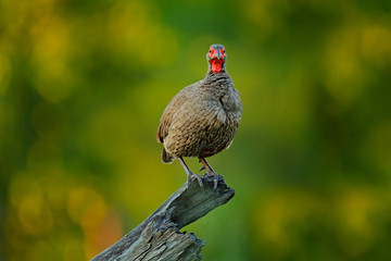 Red-necked Francolin, Pternistis afer,  bird in the nature habitat, Okavango, delta, Botswana, Africa. Evening light with bird sitting on the tree trunk.