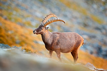 Alpine Ibex, Capra ibex, in nature habitat. Gran Paradisko National Park, Italy. Wildlife scene from nature. Animal with horn in the rock mountain. Close-up detail of hornes mammal in the stones.