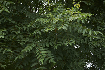 Koelreuteria paniculata 